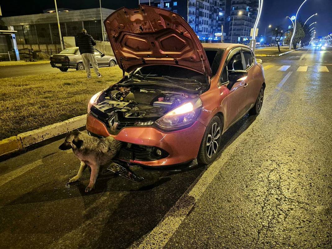 Arabanın çarptığı köpek tampona böyle sıkıştı! İlginç anlar kamerada 4